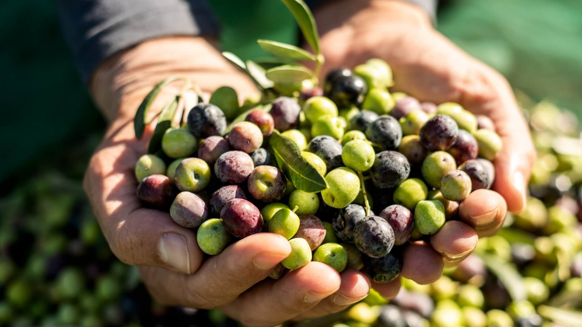 Aceitunas y encurtidos