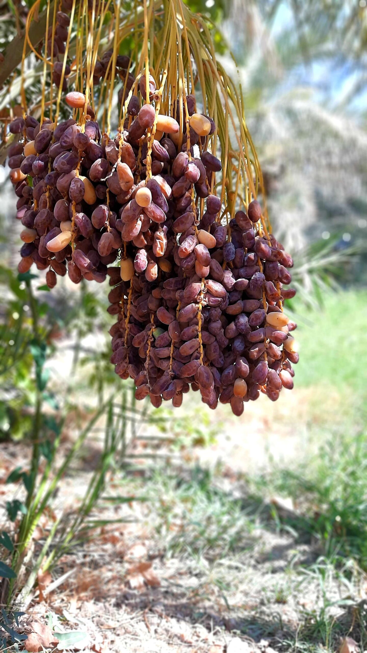 Dátiles y frutas secas